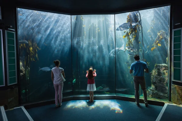 Familie schaut sich Fischbecken an — Stockfoto