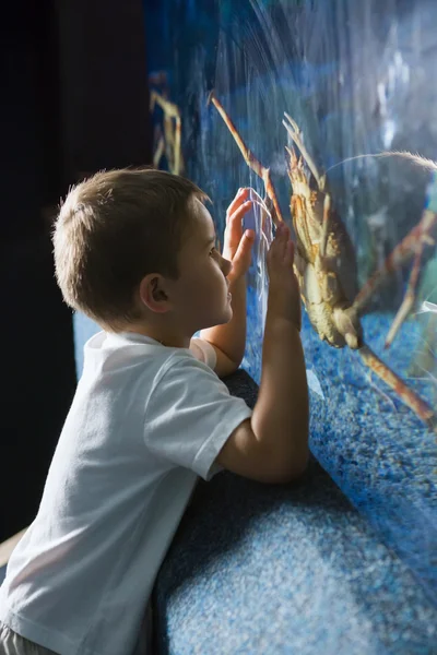 Маленький хлопчик дивиться на рибний бак — стокове фото