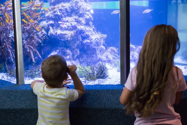 Schattige kinderen kijken naar vissentank — Stockfoto