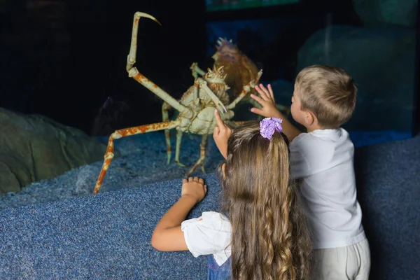 Kleine broers en zussen kijken naar vissentank — Stockfoto