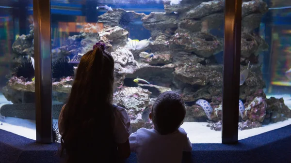 Kleine Geschwister betrachten Fischbecken — Stockfoto