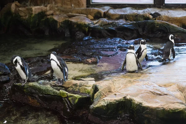 Pinguine in ihrem Gehege — Stockfoto