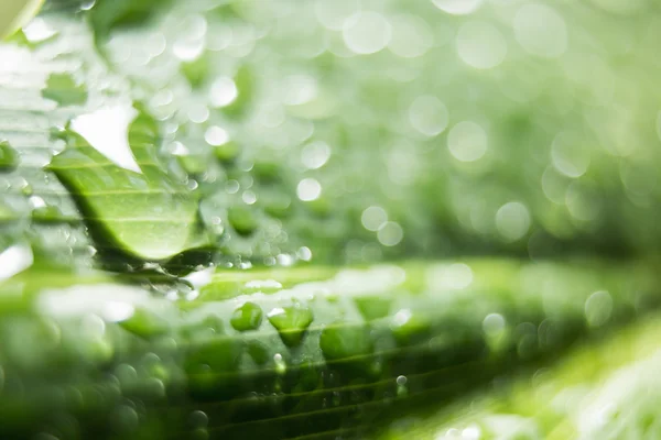 A close up of a leaf — Stock Photo, Image