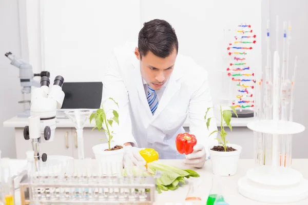 Focus scientist examining peppers — Stock Photo, Image