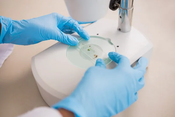 Scientist examining petri dish under microscope — Stock Photo, Image