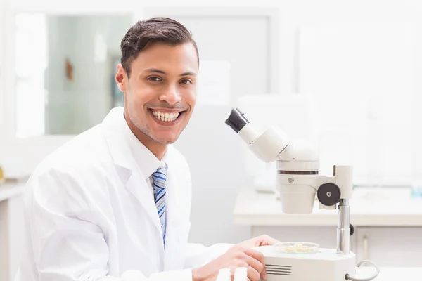 Científico sonriente observando placa de Petri con microscopio — Foto de Stock