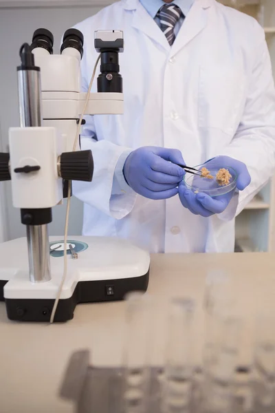 Cientista examinando pedaços de pão — Fotografia de Stock