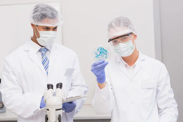 Cientistas examinando placa de Petri — Fotografia de Stock