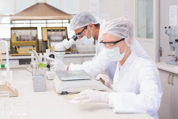 Scienziati che pesano mais in capsule di Petri — Foto Stock