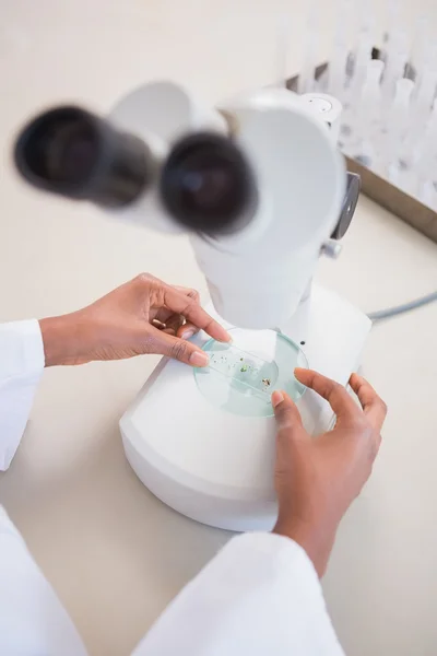 Scientist examining petri dish under microscope — Stock Photo, Image