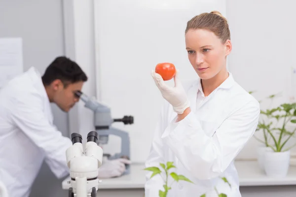 Focus scientist looking at tomato — Stock Photo, Image