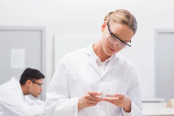 Scientist examining petri dish — Stock Photo, Image