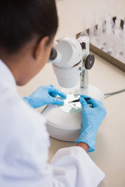 Scientist examining petri dish under microscope — Stock Photo, Image