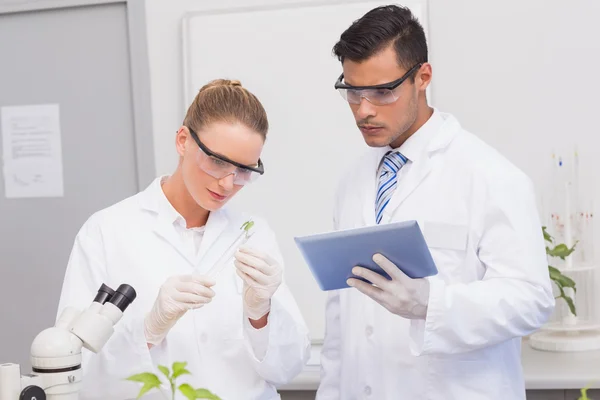 Cientistas examinando folha de plantas — Fotografia de Stock