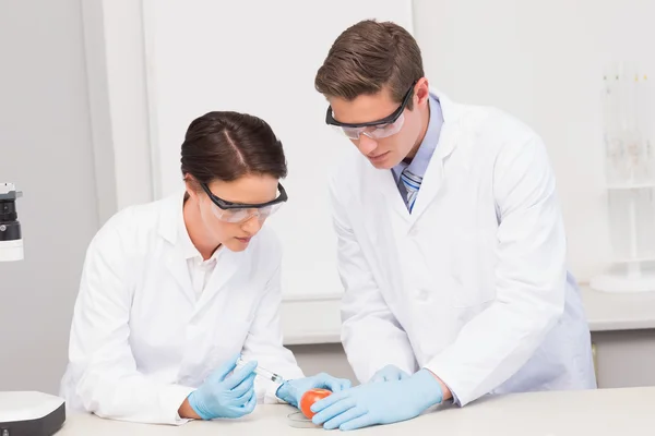 Científicos trabajando atentamente con tomate — Foto de Stock