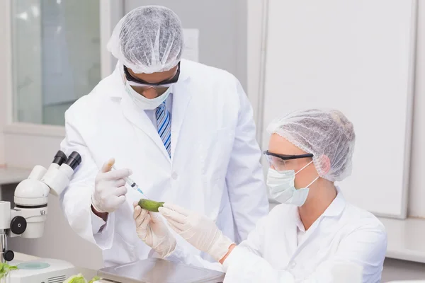 Scientist doing injecting a courgette — Stock Photo, Image