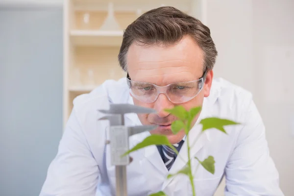 Scientist measuring plants — Stock Photo, Image