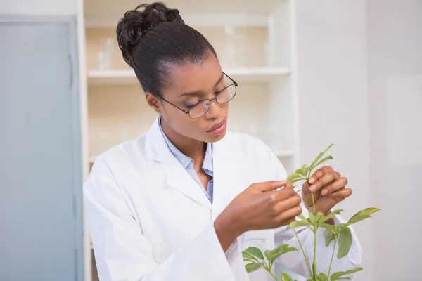 Scientist examining plant — Stock Photo, Image