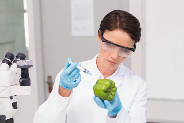 Wetenschapper aandachtig werken met groene peper — Stockfoto