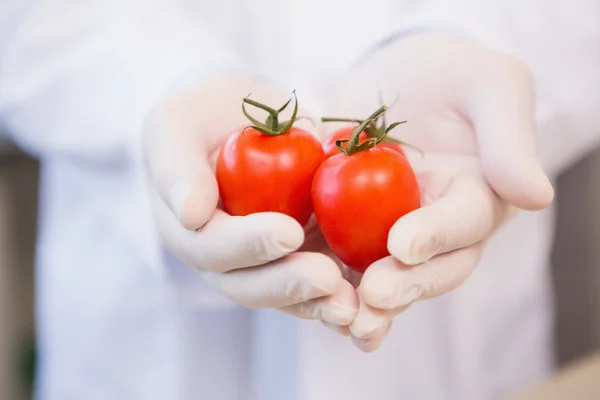 Cientista alimentar mostrando tomates — Fotografia de Stock