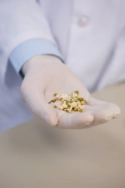 Cientista detentor de sementes de trigo — Fotografia de Stock
