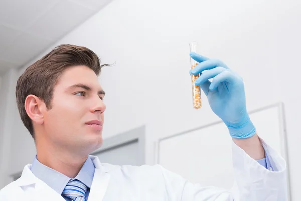 Scientist holding test tube with corn — Stock Photo, Image