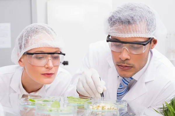 Scientists examining leafs in petri dish — Stock Photo, Image