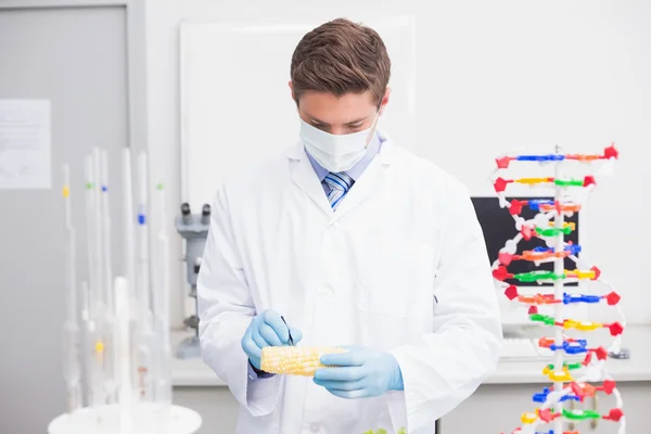 Cientista examinando milho — Fotografia de Stock