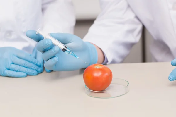 Dikkatle domates ile çalışan bilim adamları — Stok fotoğraf