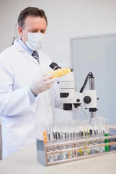 Cientista alimentar examinando milho — Fotografia de Stock