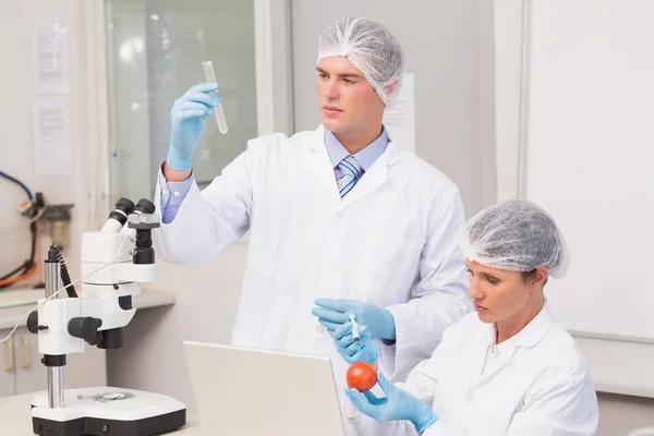 Cientistas examinando tomate — Fotografia de Stock