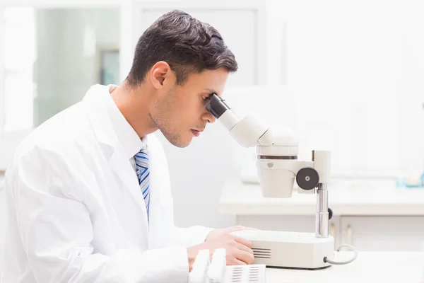 Scientist observing petri dish with microscope — Stock Photo, Image