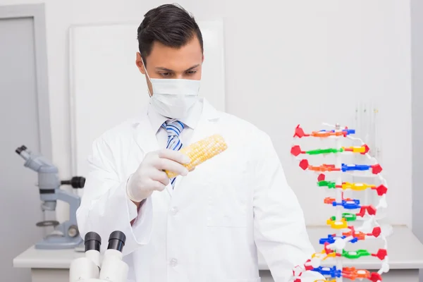 Scientist doing an experimentation on corn — Stock Photo, Image