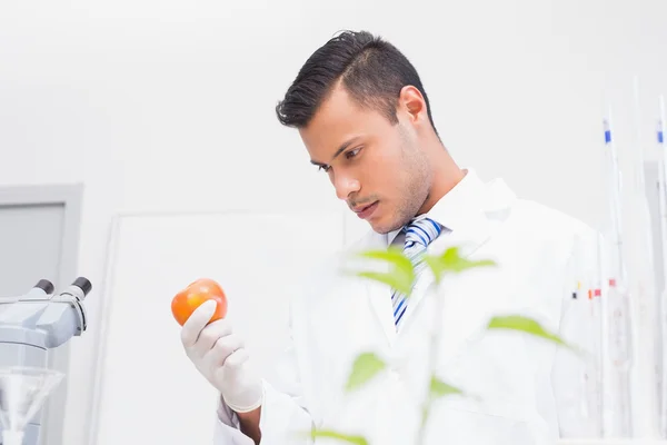 Perplex scientist looking at tomato — Stock Photo, Image