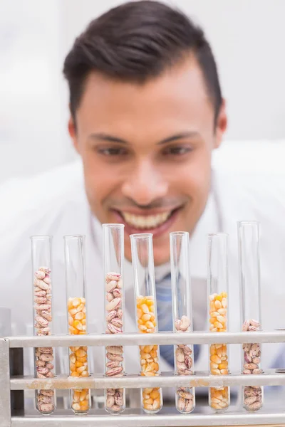 Scientist looking at tubes of corn and kernel — Stock Photo, Image