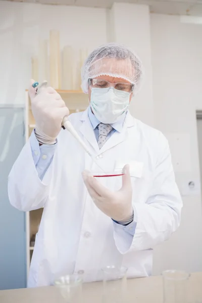 Scientist doing experimentations in petri dish — Stock Photo, Image