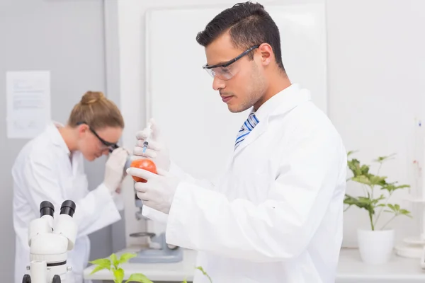 Cientista injetando um tomate — Fotografia de Stock