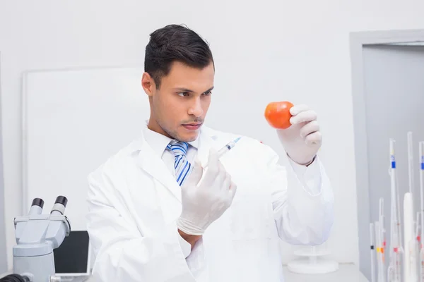 Serious scientist doing injection to tomato — Stock Photo, Image