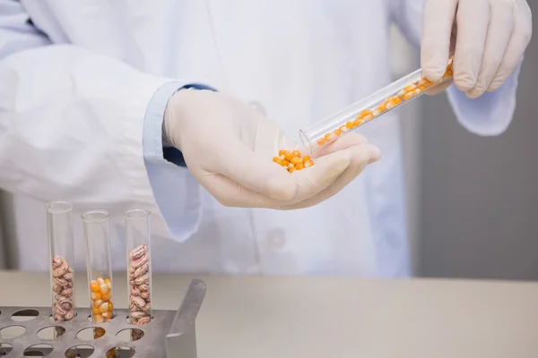 Cientista segurando milho em tubo — Fotografia de Stock