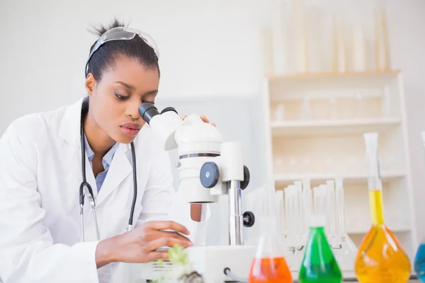 Scientist looking at petri dish under microscope — Stock Photo, Image