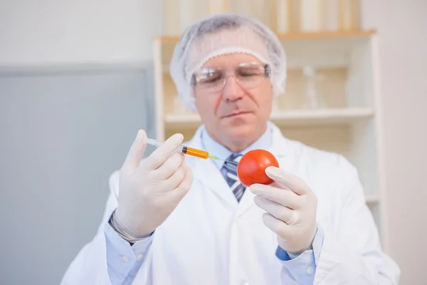 Food scientist working attentively with red tomato — Stock Photo, Image