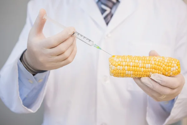 Cientista alimentar examinando milho — Fotografia de Stock