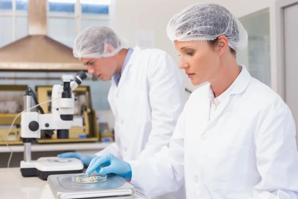 Cientistas concentrados trabalhando com sementes — Fotografia de Stock