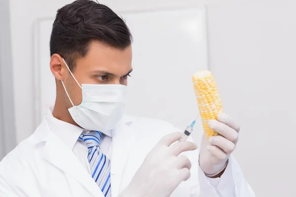 Cientista a injectar uma espiga de milho — Fotografia de Stock