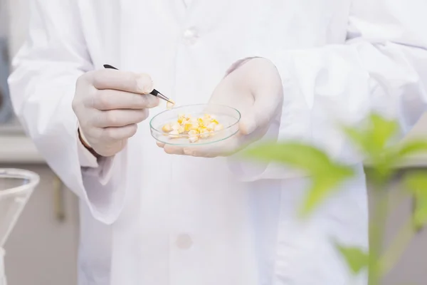 Cientista examinando milho em placa de Petri — Fotografia de Stock