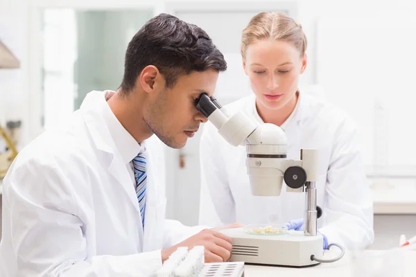 Cientistas observando placa de Petri com microscópio — Fotografia de Stock