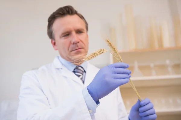 Scientist examining sheaf — Stock Photo, Image