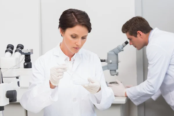 Scientists working attentively — Stock Photo, Image