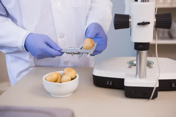 Bilim adamı patates ölçme — Stok fotoğraf