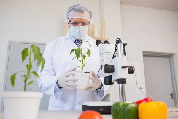 Cientista alimentar olhando para planta verde — Fotografia de Stock